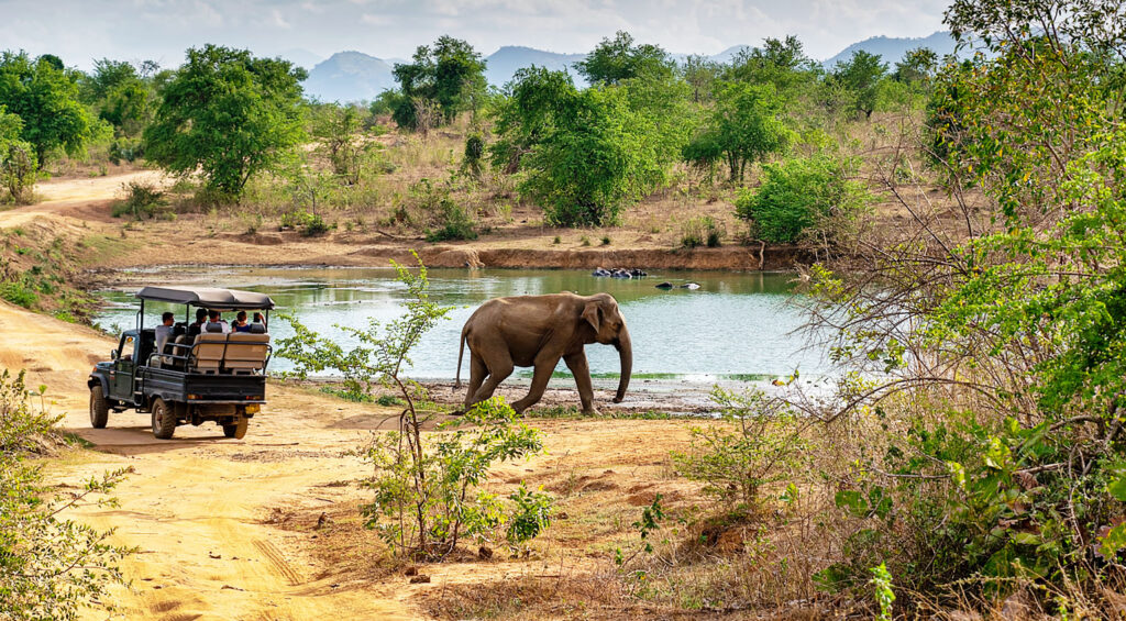 Best Places to Visit in Sri Lanka - Udawalawee National Park 