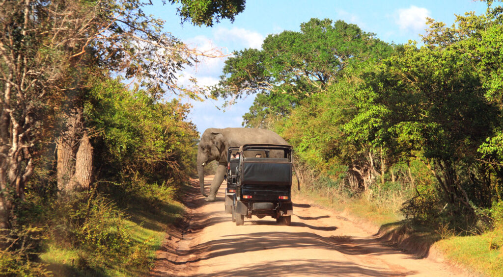 Best Places to Visit in Sri Lanka - Yala National Park 