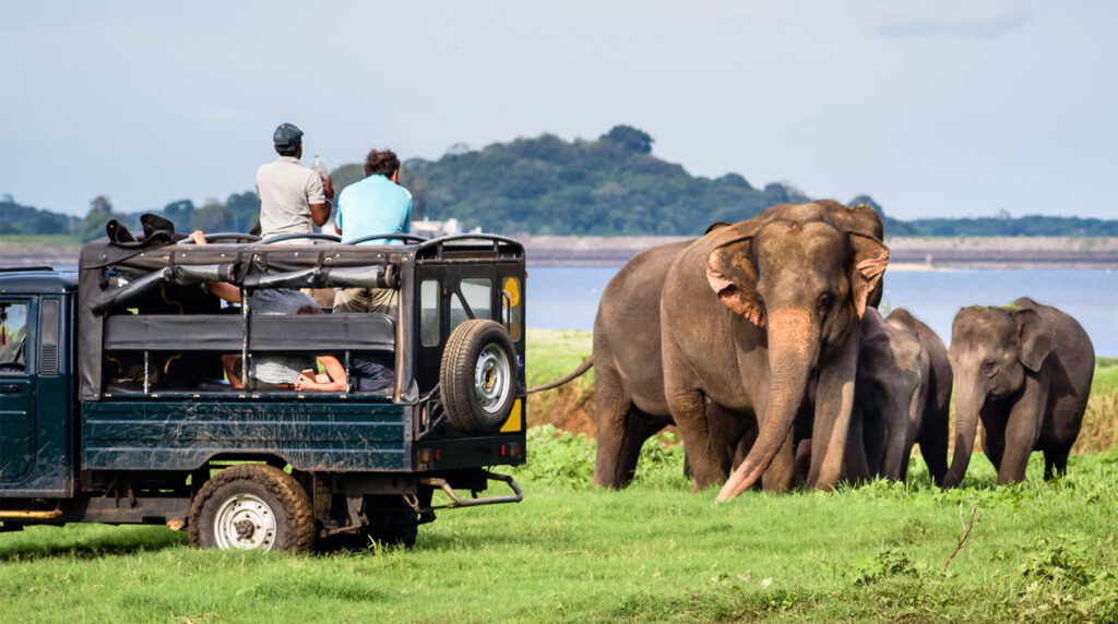 Elepahants safari, Minneriya | Winter Sun Destinations