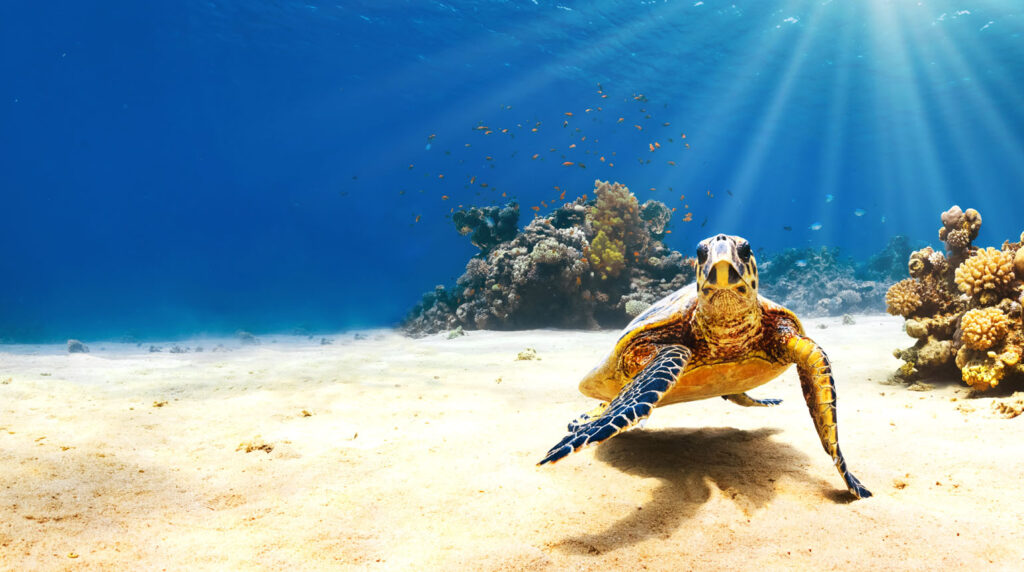 Scuba Diving in Punta Cana