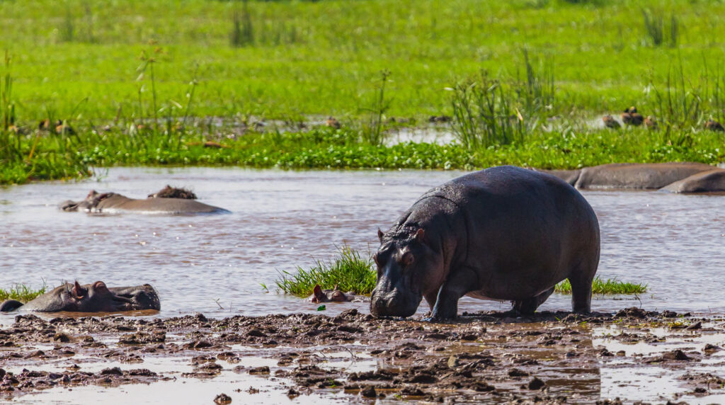 Lake Manyara National Park