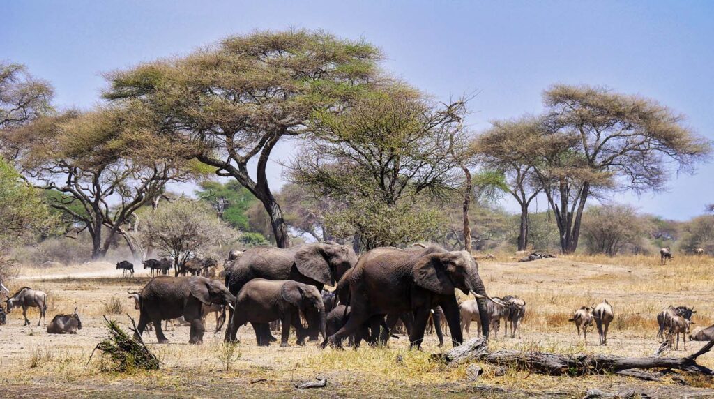 Tarangire National Park