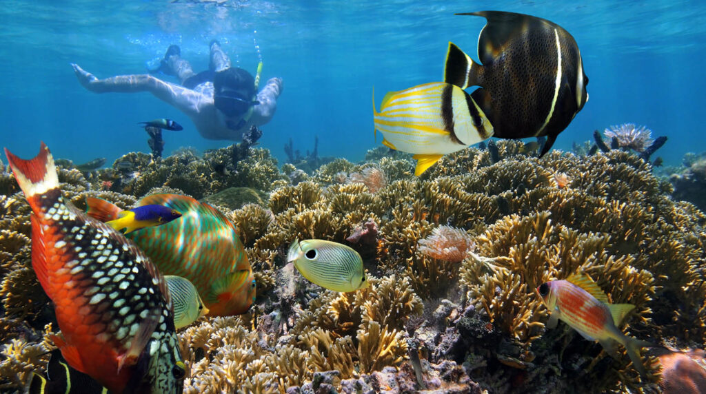 Snorkel Vibes & Saltwater Dreams