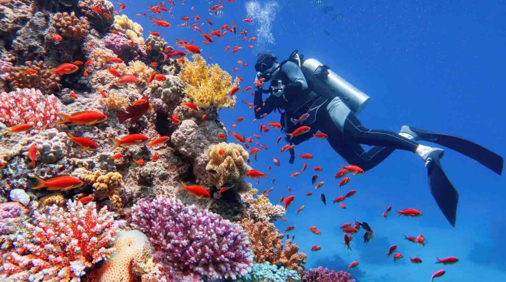 exploring a vibrant coral reef teeming with small orange reef fish, such as anthias, in clear blue water