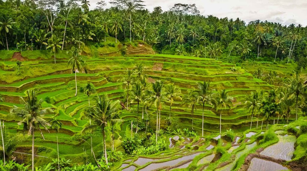 The image shows the famous Tegallalang Rice Terraces located just north of Ubud in Bali.